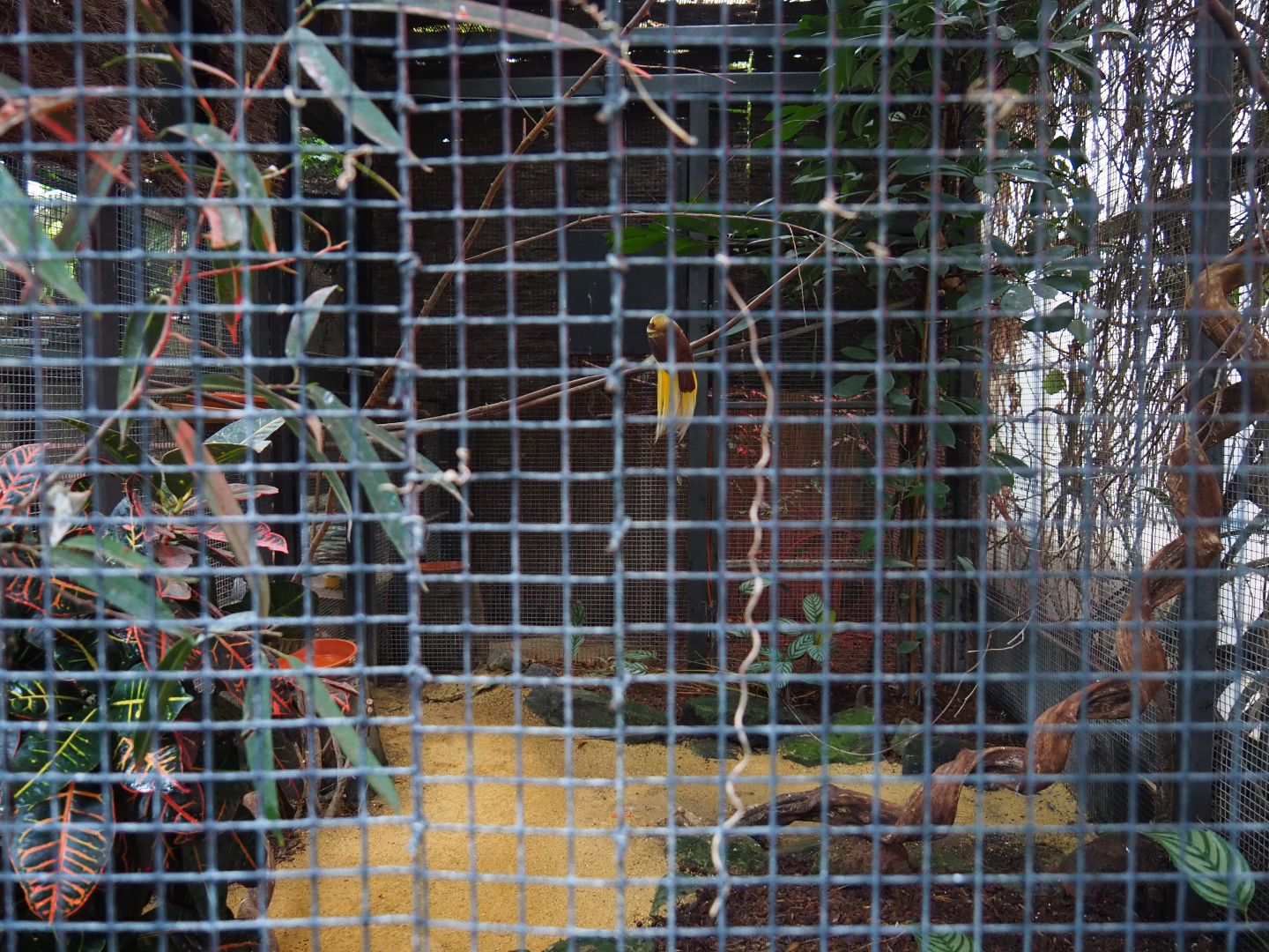 Male lesser bird-of-paradise aviary, 2019-10-05