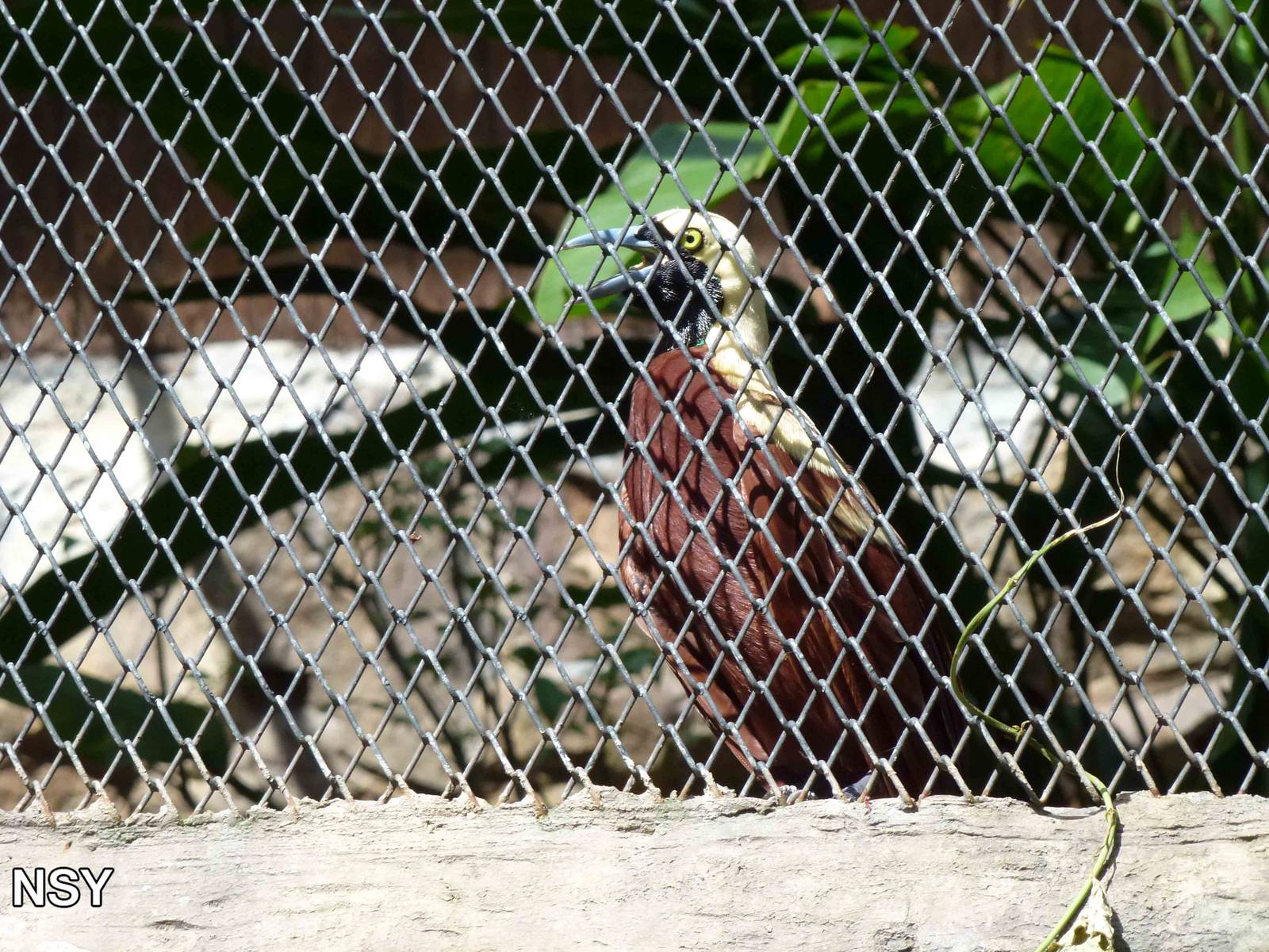 Male lesser BoP, June 2013.
