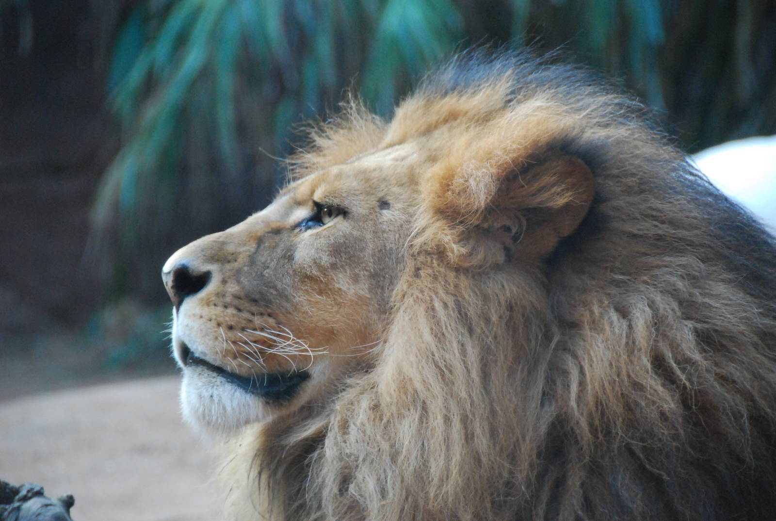 Male liion taronga zoo 17/7/2008