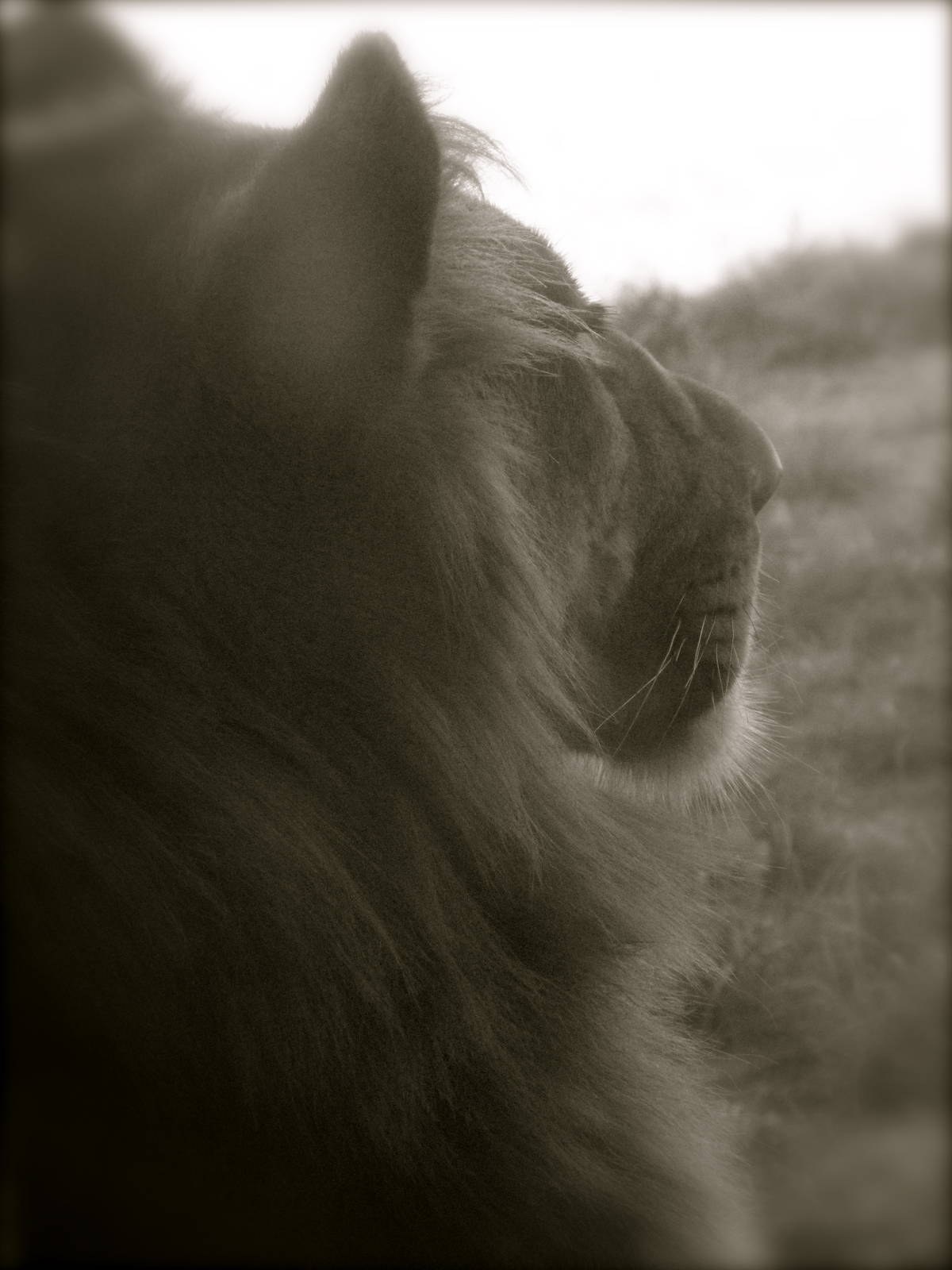 Male Lion 9-2-12