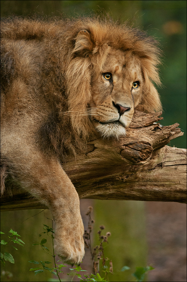 Male lion at Burgers Zoo