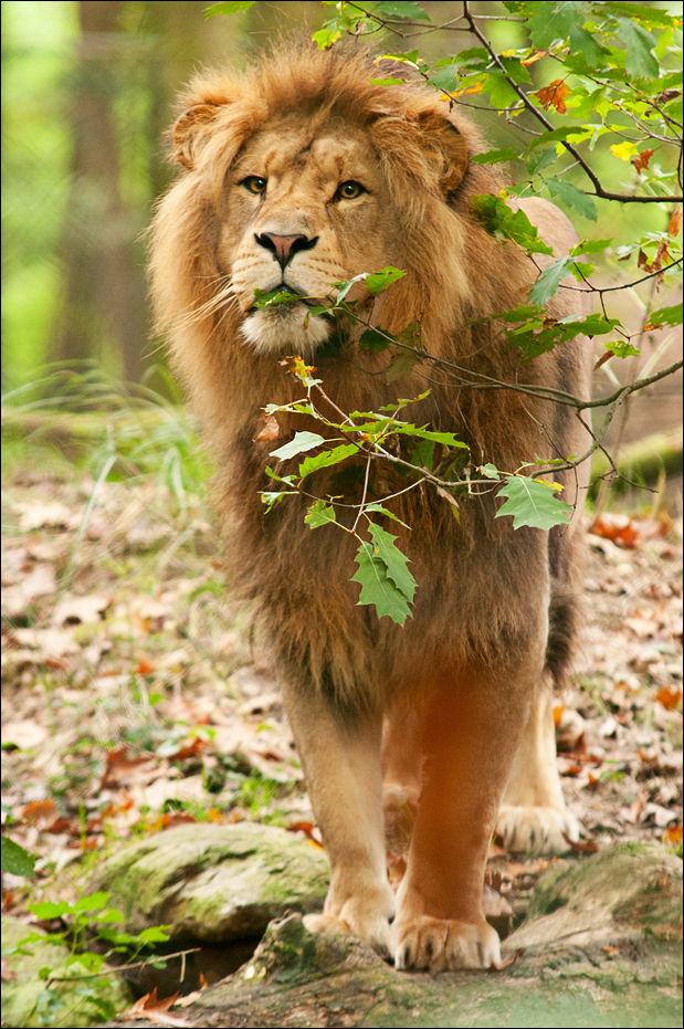 Male lion at Burgers Zoo