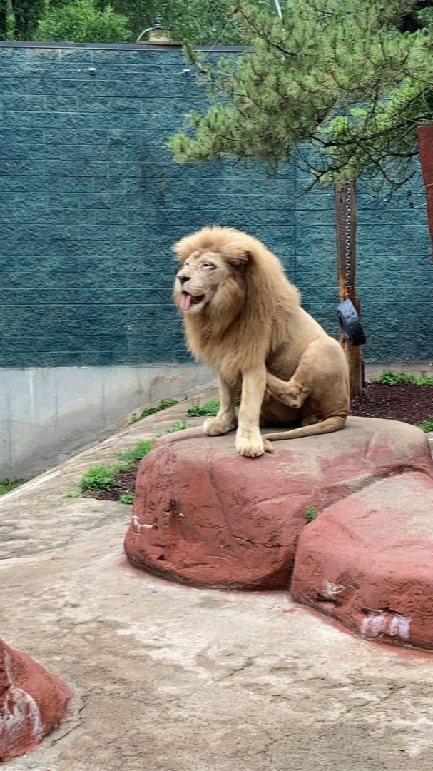 Male Lion at Capron Park Zoo