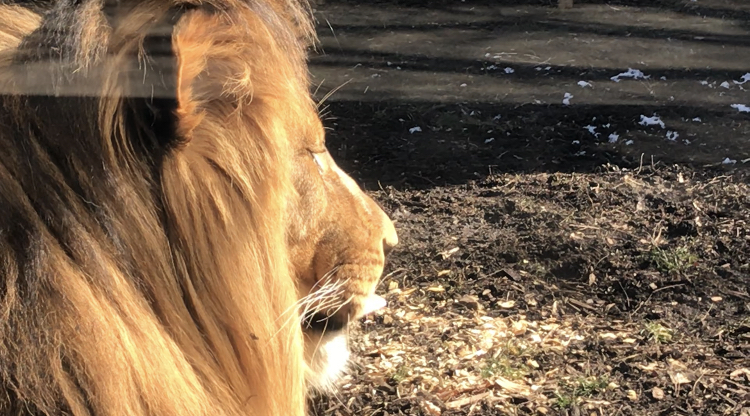 Male Lion at the Indianapolis zoo!!!