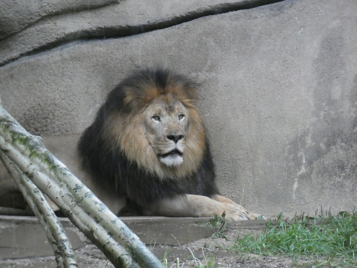 Male Lion, Cat Country, Aug. 2020