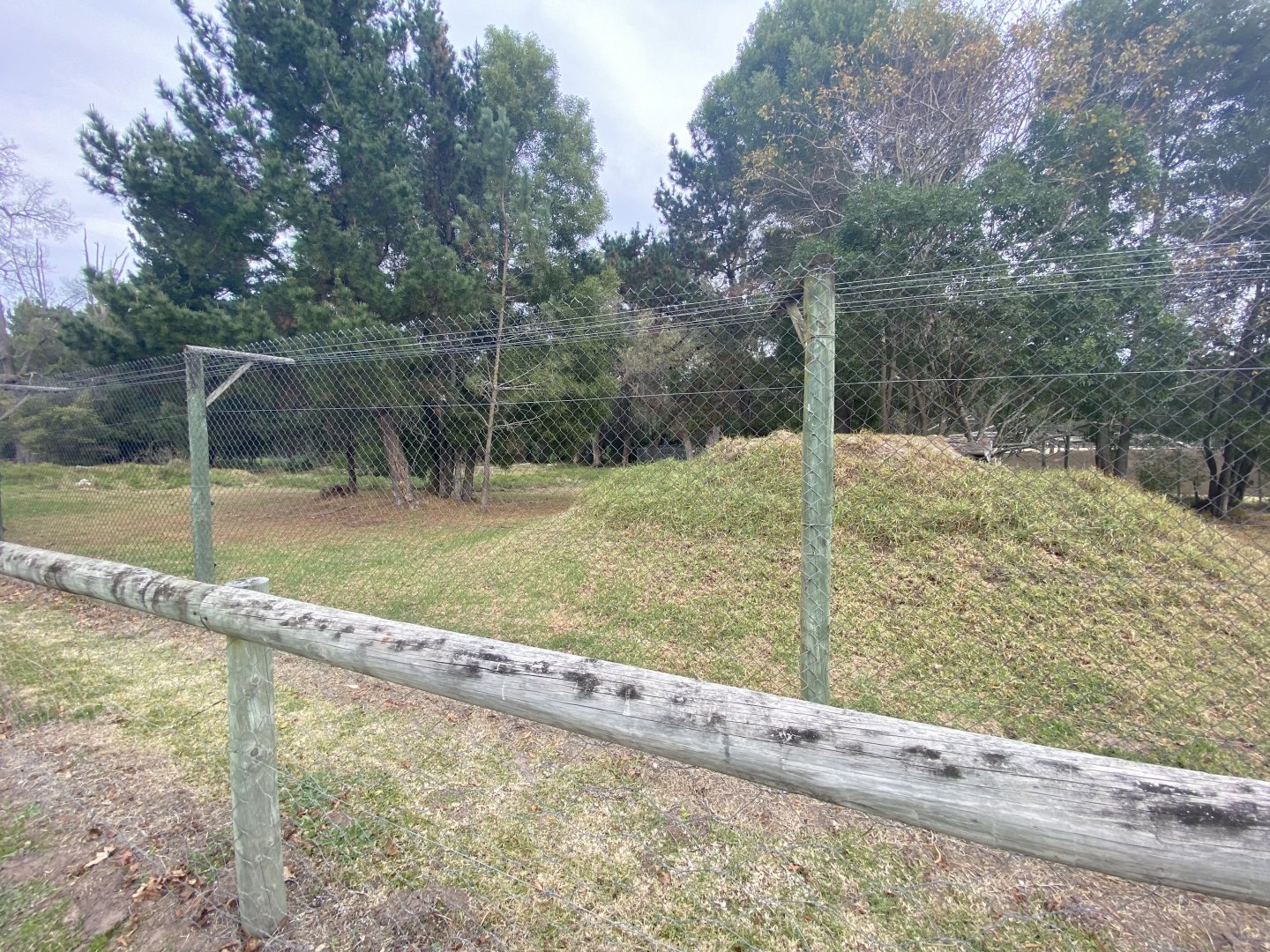 Male lion enclosure