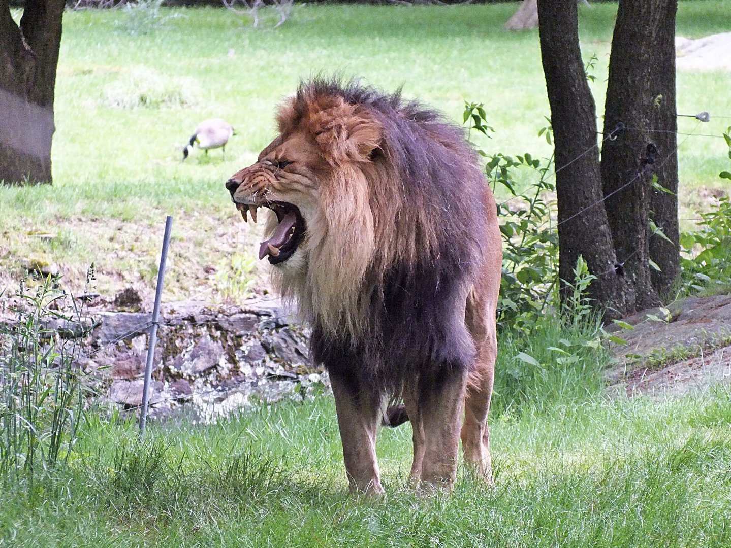 Male lion exhibiting flehmen response