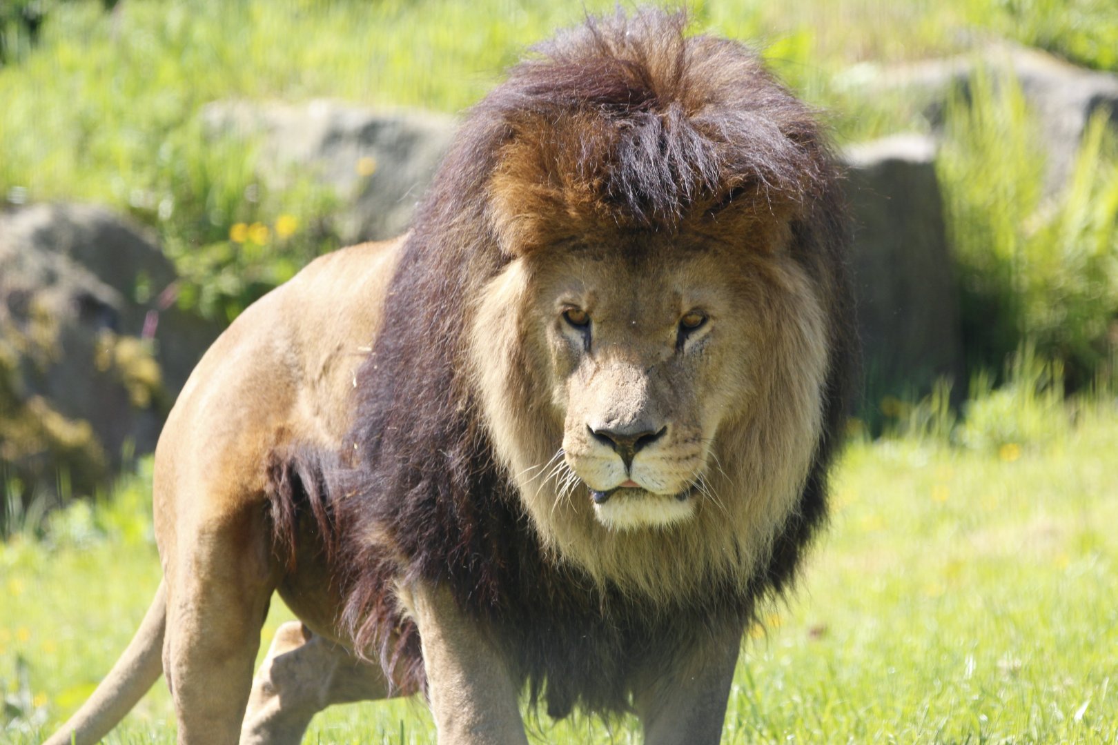 Male Lion Hugo at Folly Farm