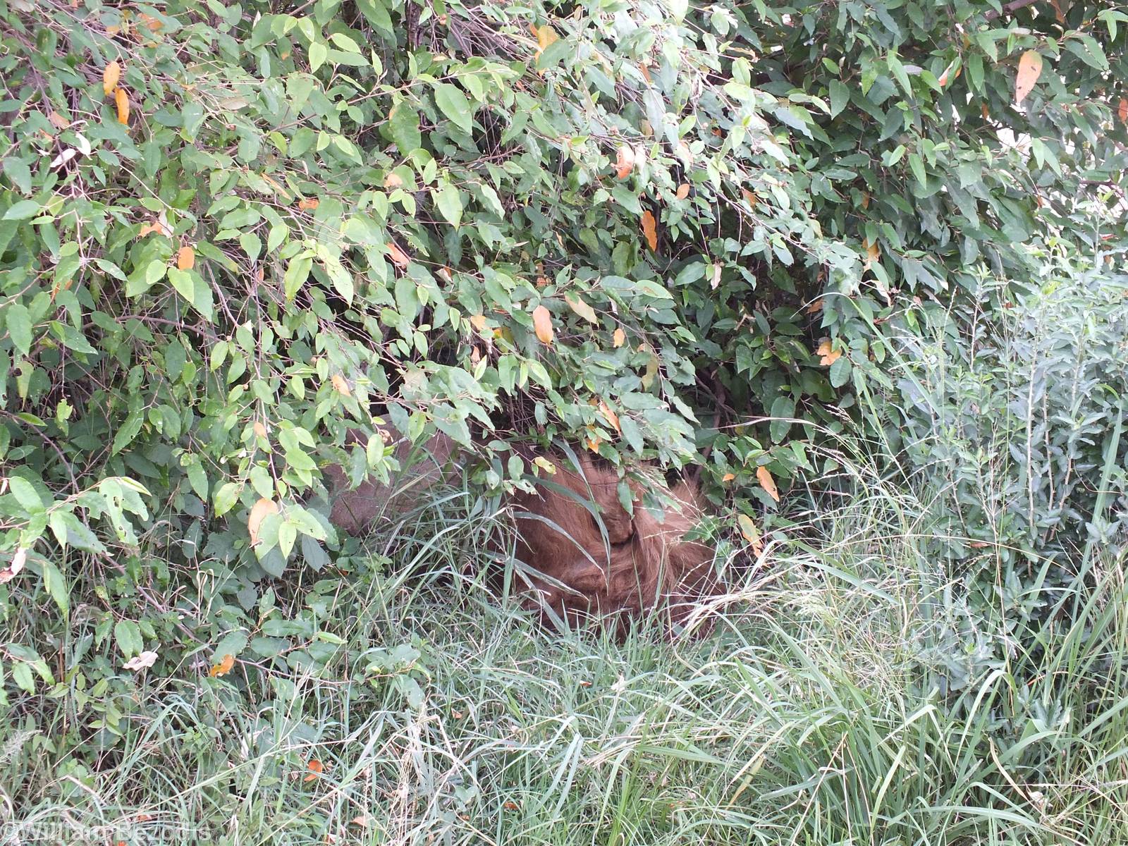 Male Lion in a Bush - Maasai Mara
