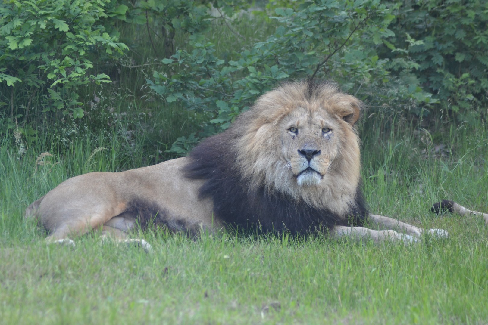 Male lion in Givskud Zoo