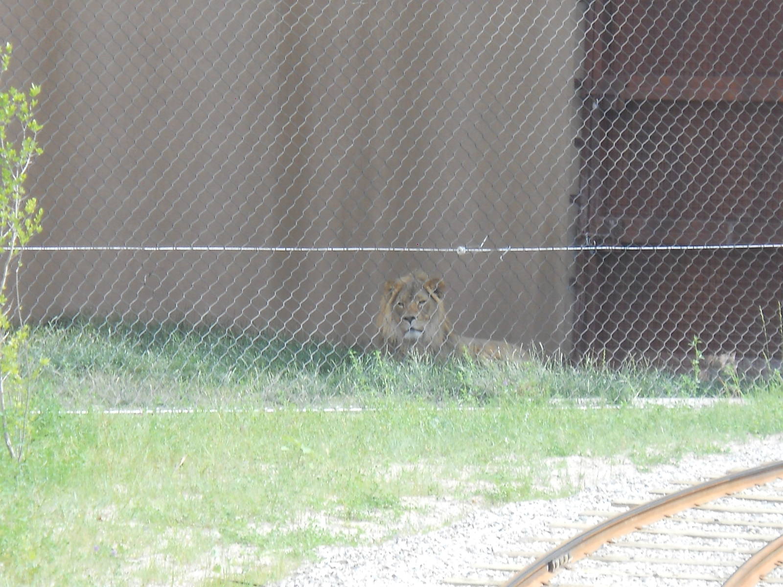 Male lion in off exhibit area