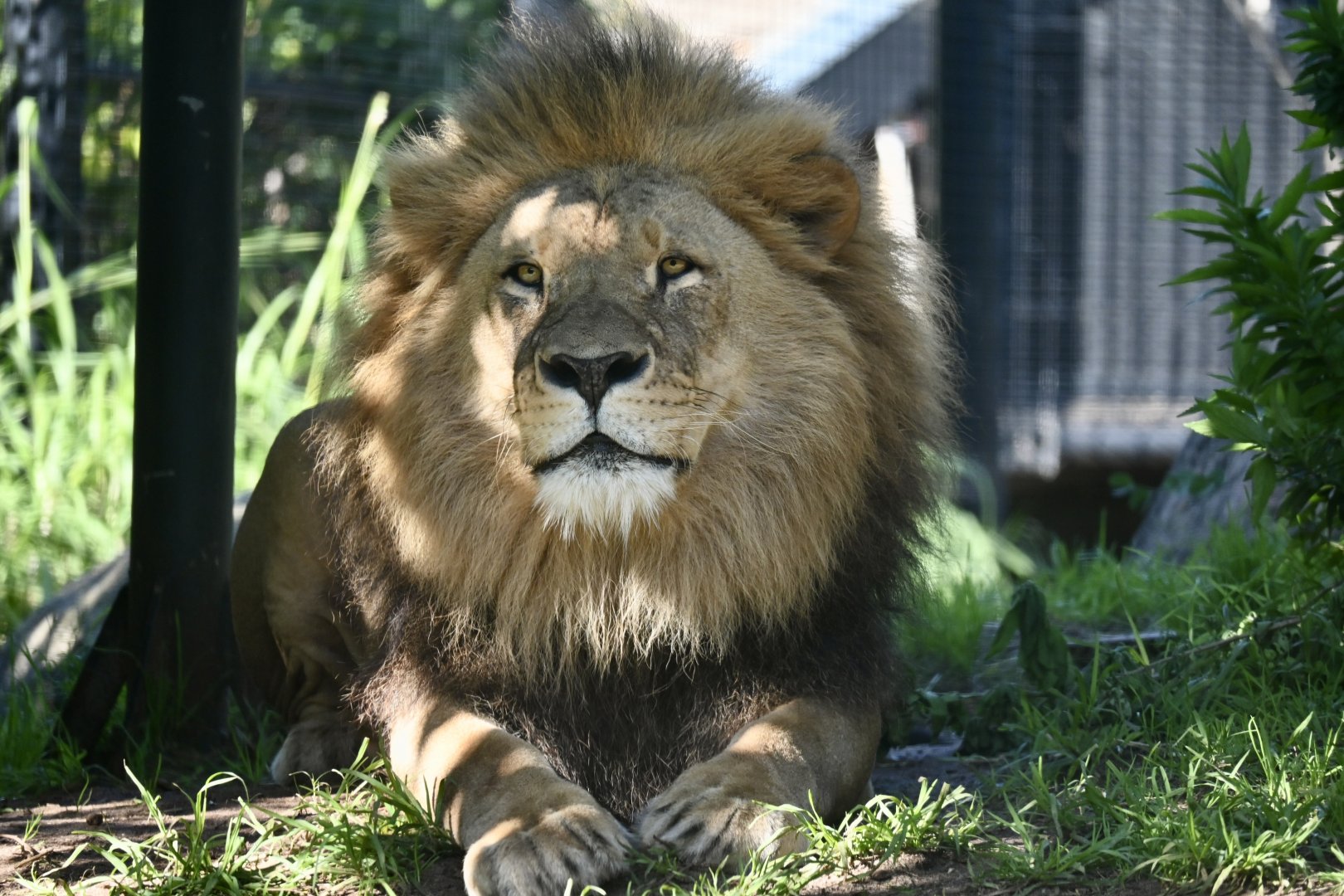 Male Lion- Jelani 2025