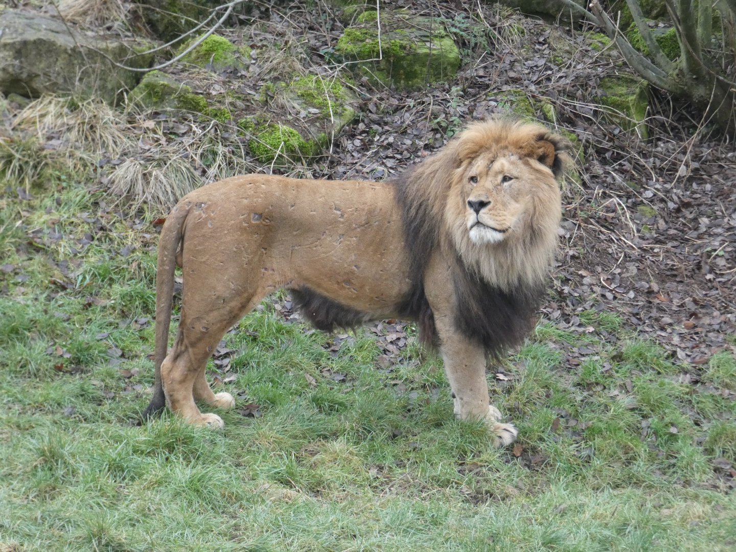 Male lion 'Joco'