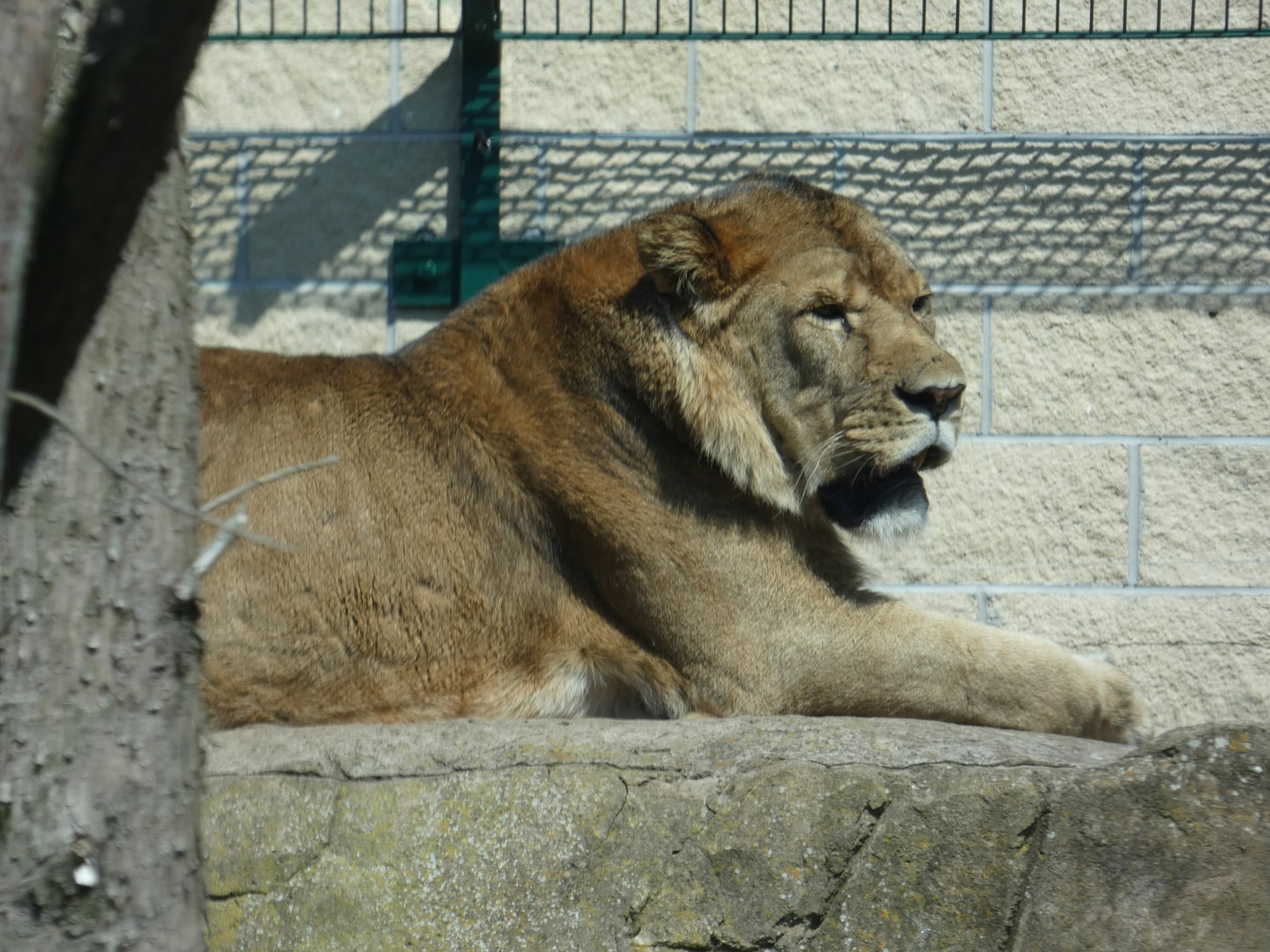 Male lion 'Khari'