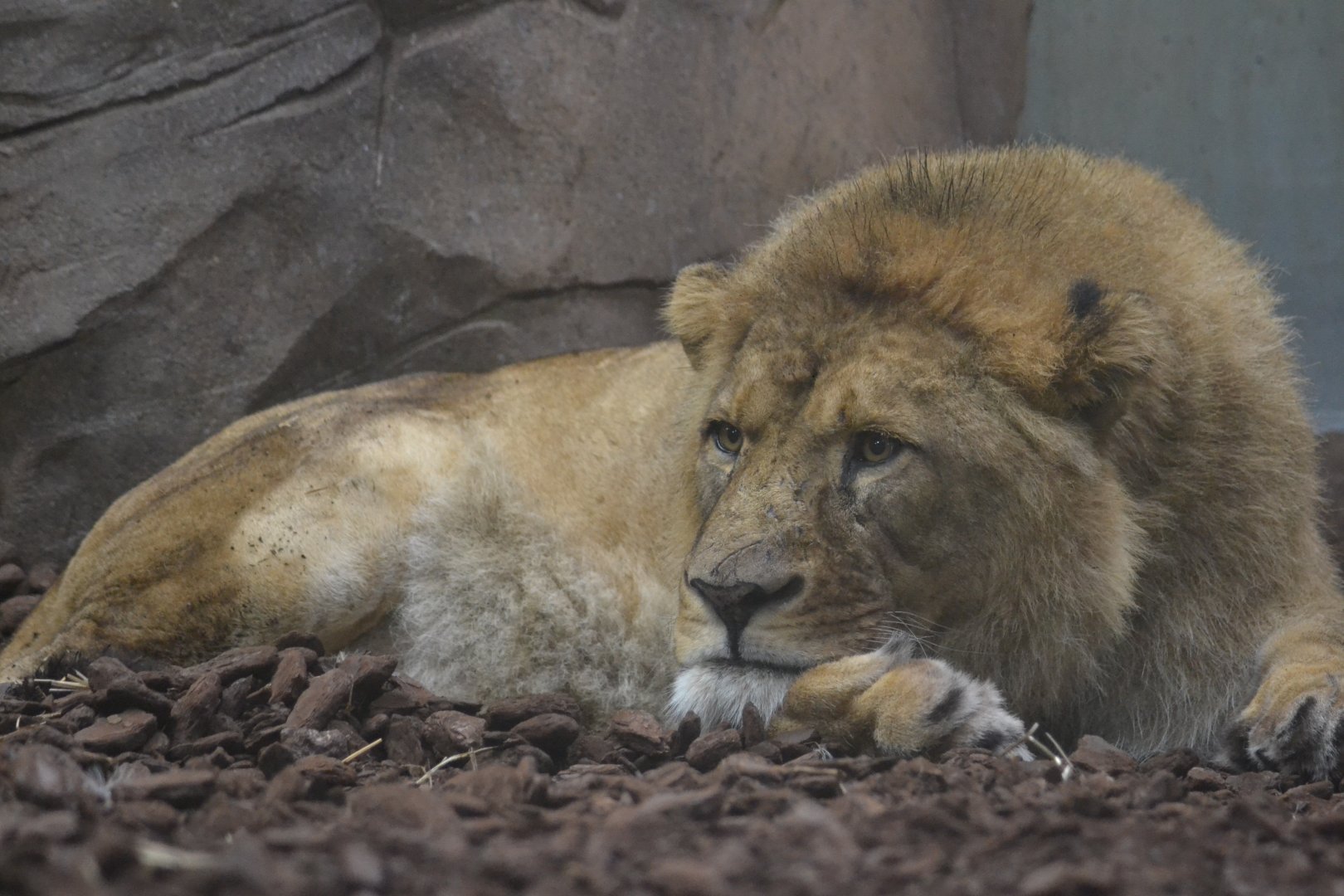 Male lion Khari