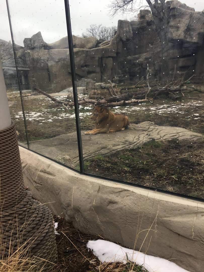 Male Lion Laying Down