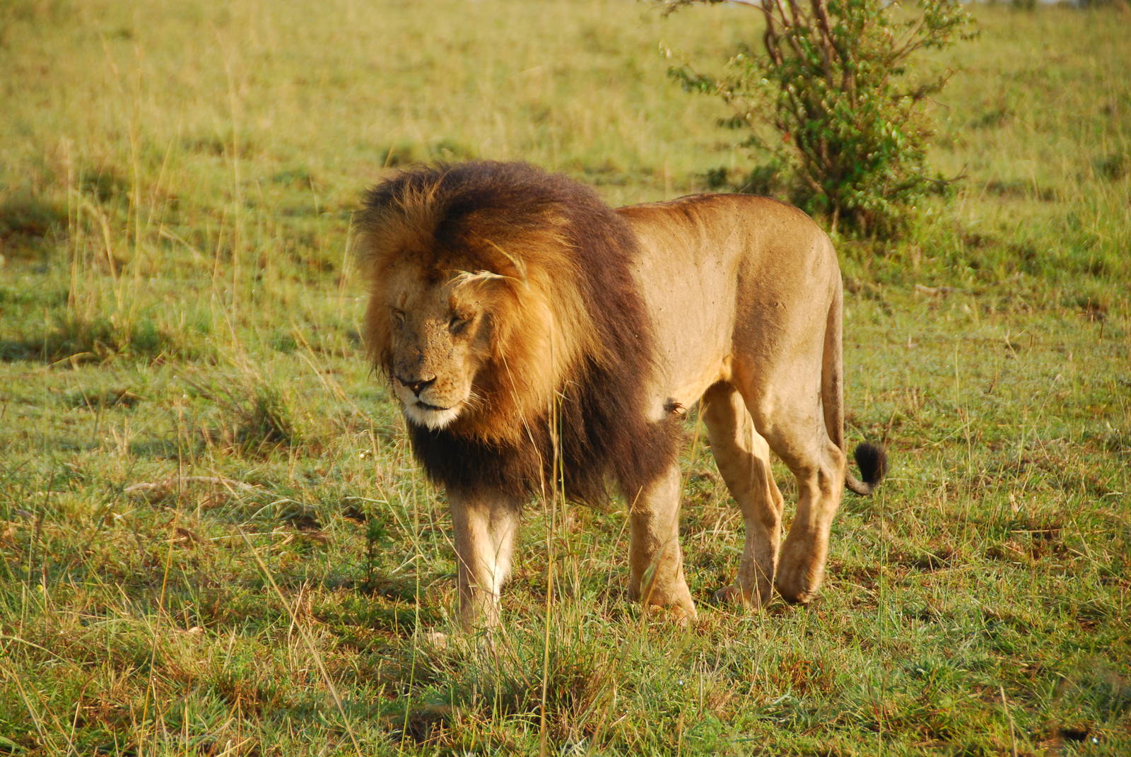Male Lion - Masai Mara NR