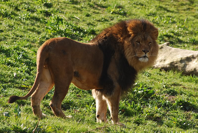 Male lion Massai