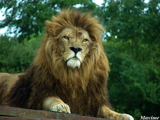 Male lion (Panthera leo)