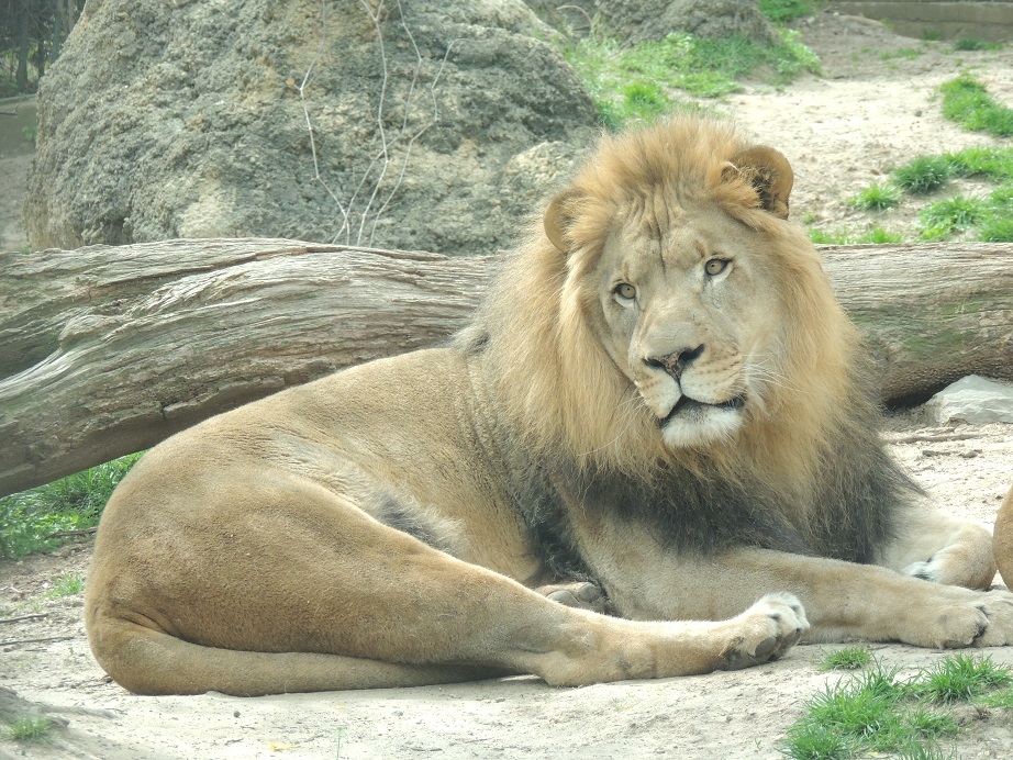 male lion relaxing