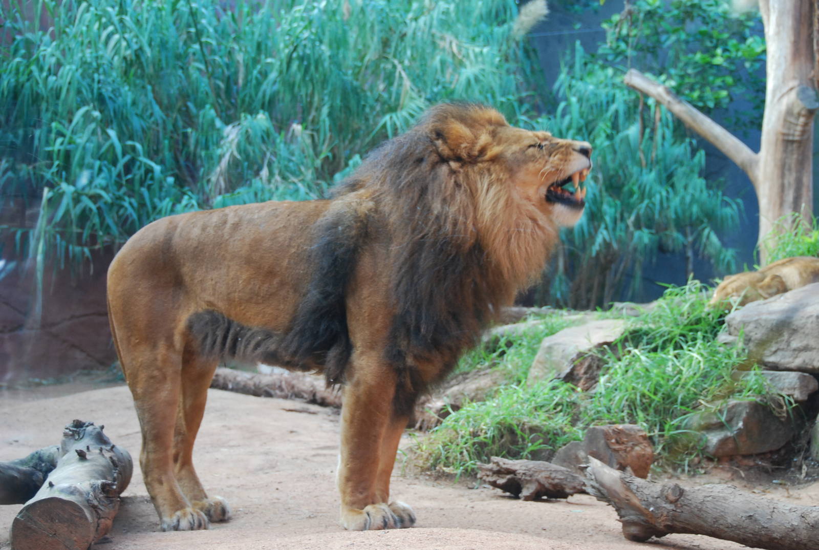 Male lion taronga zoo 17/7/2008