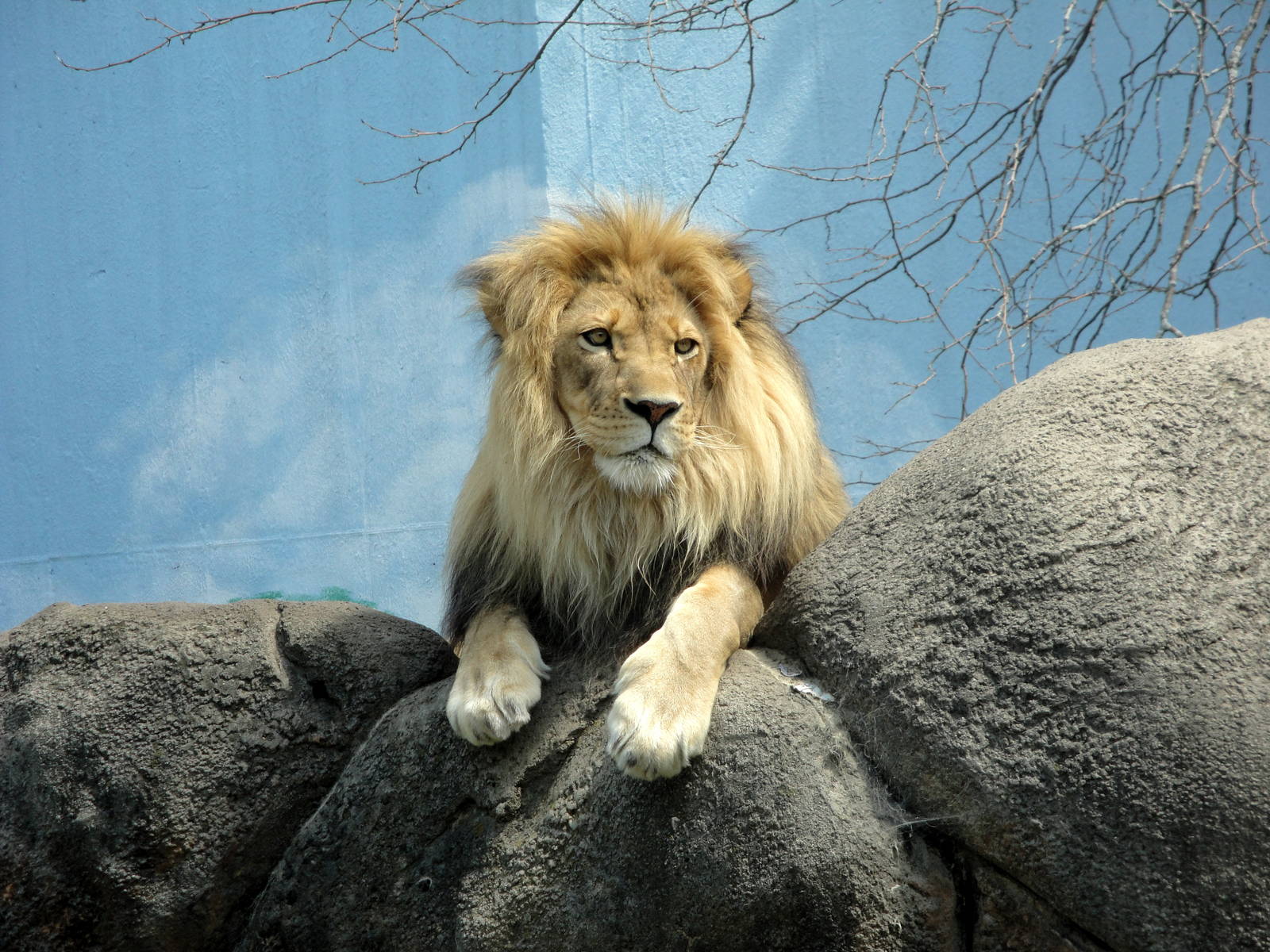 Male Lion