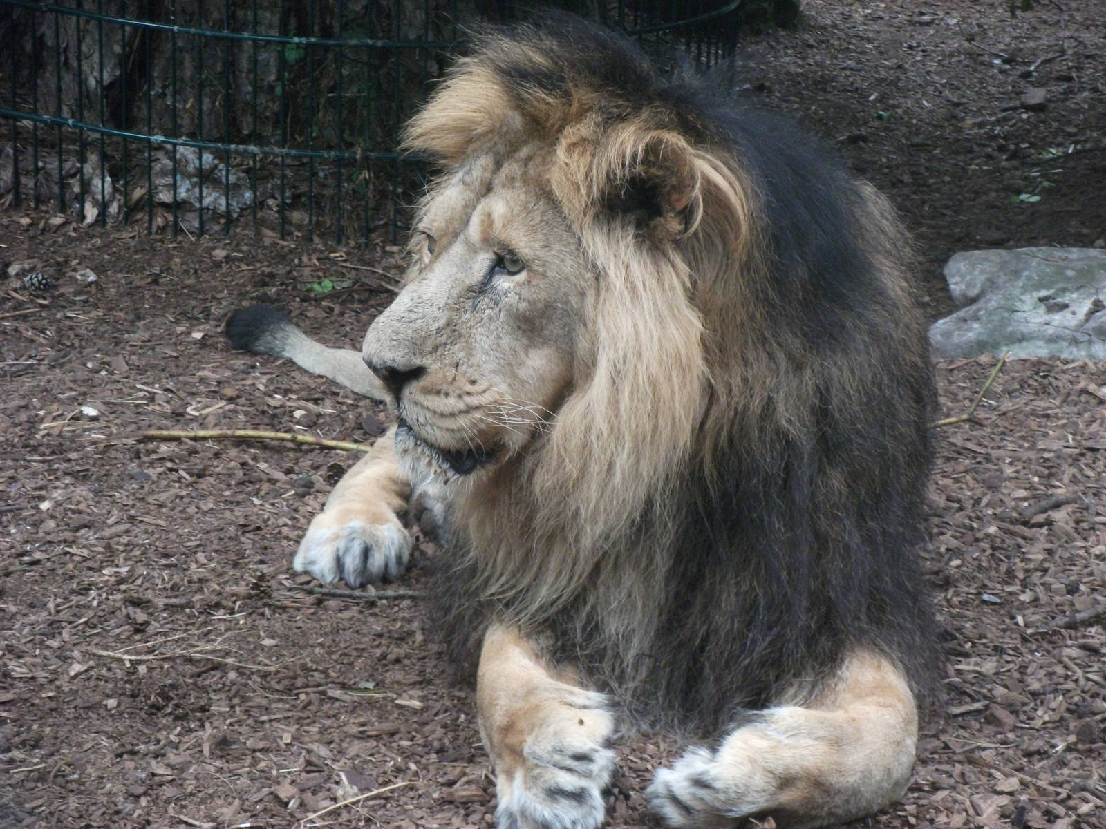 Male Lion
