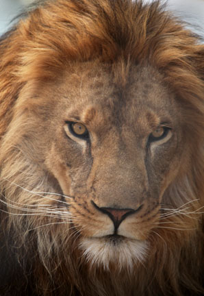 male lion