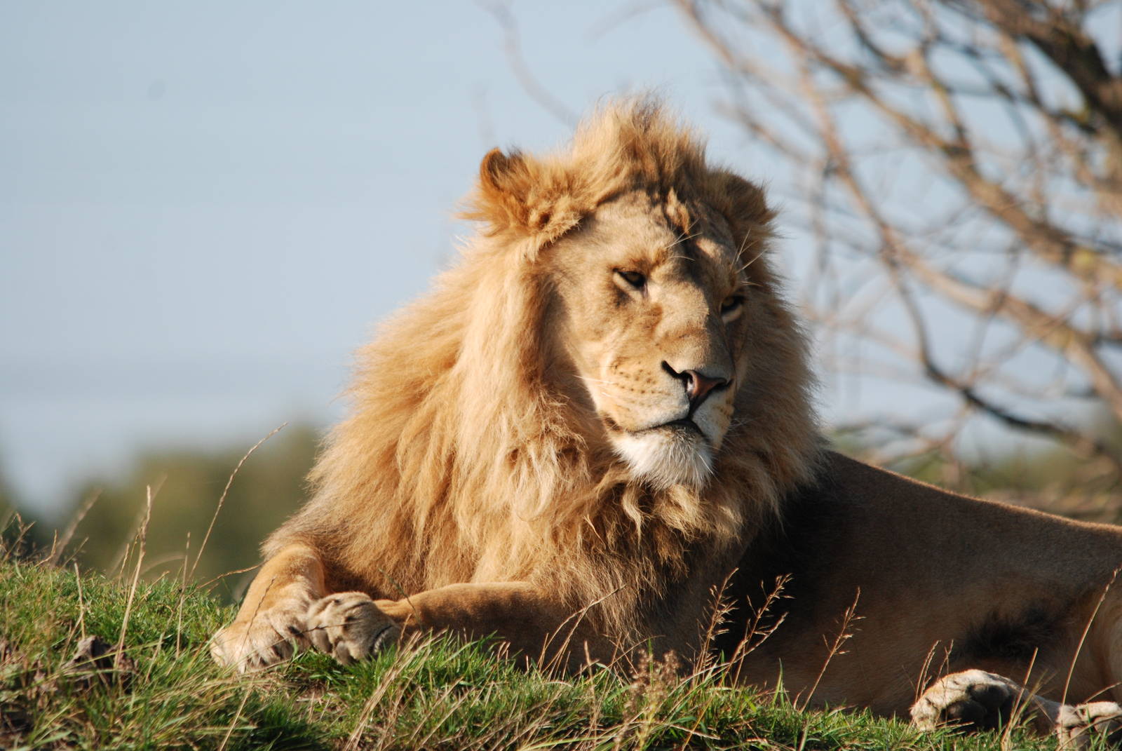 Male lion