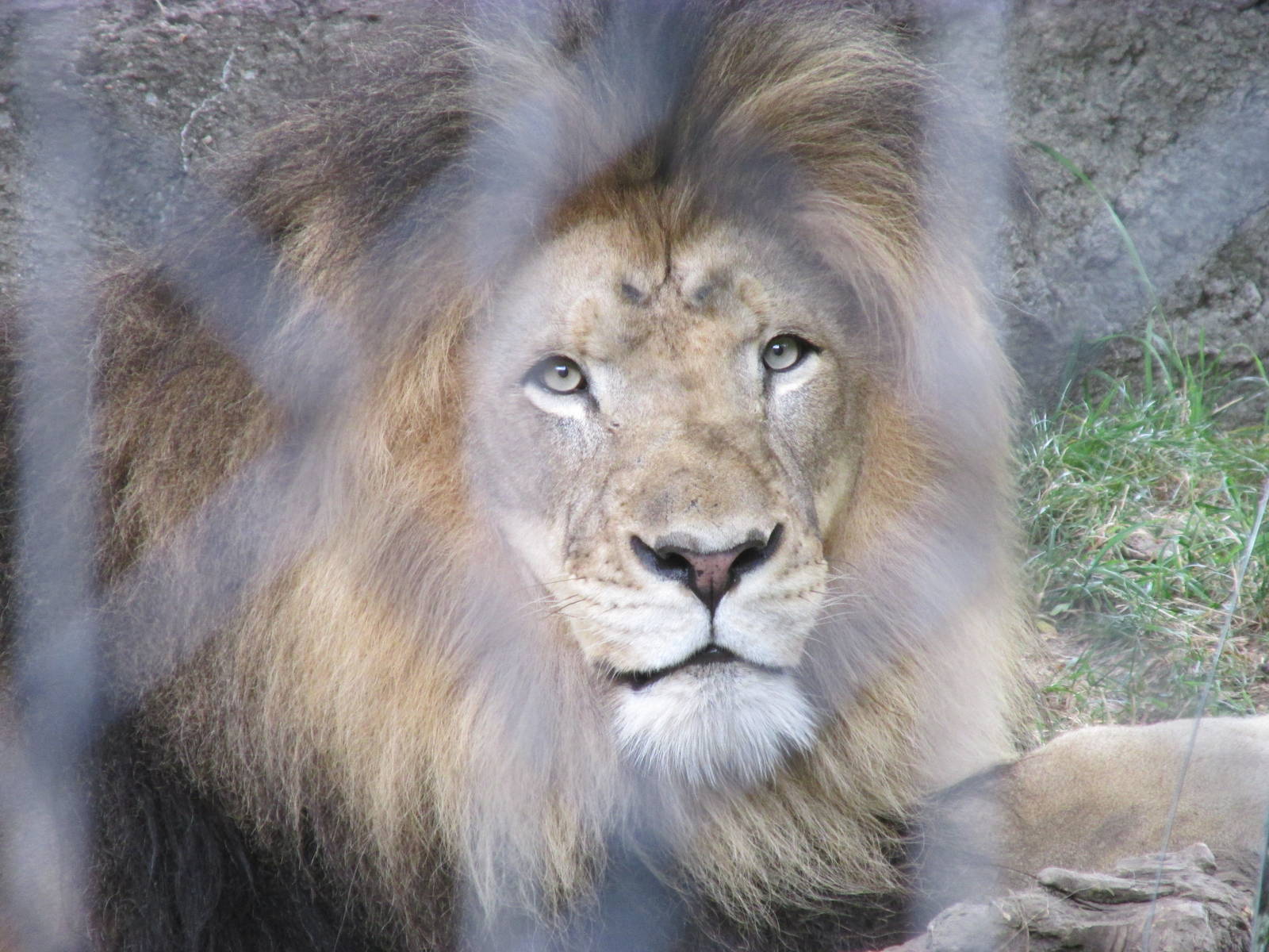 Male Lion