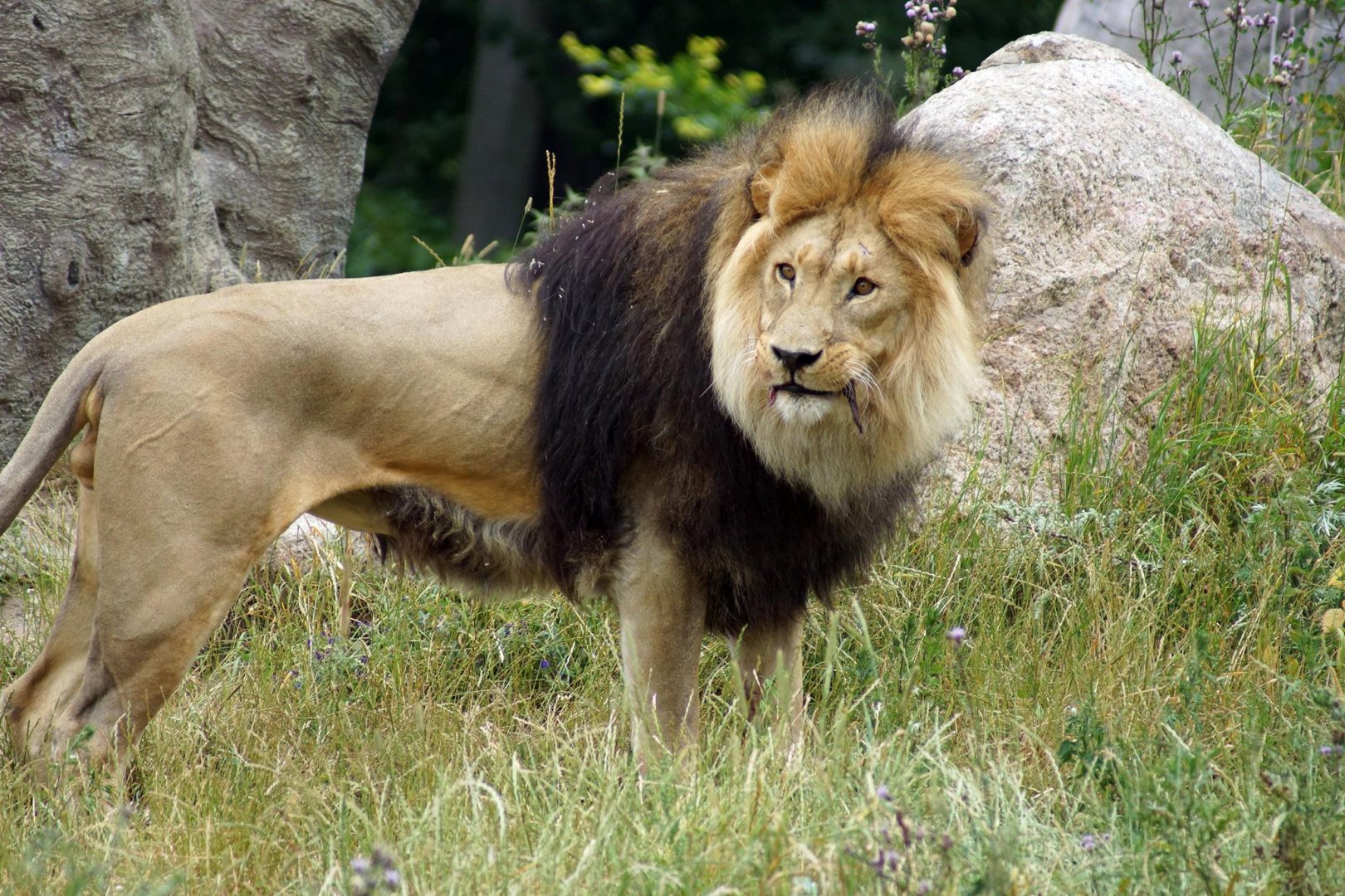 Male Lion