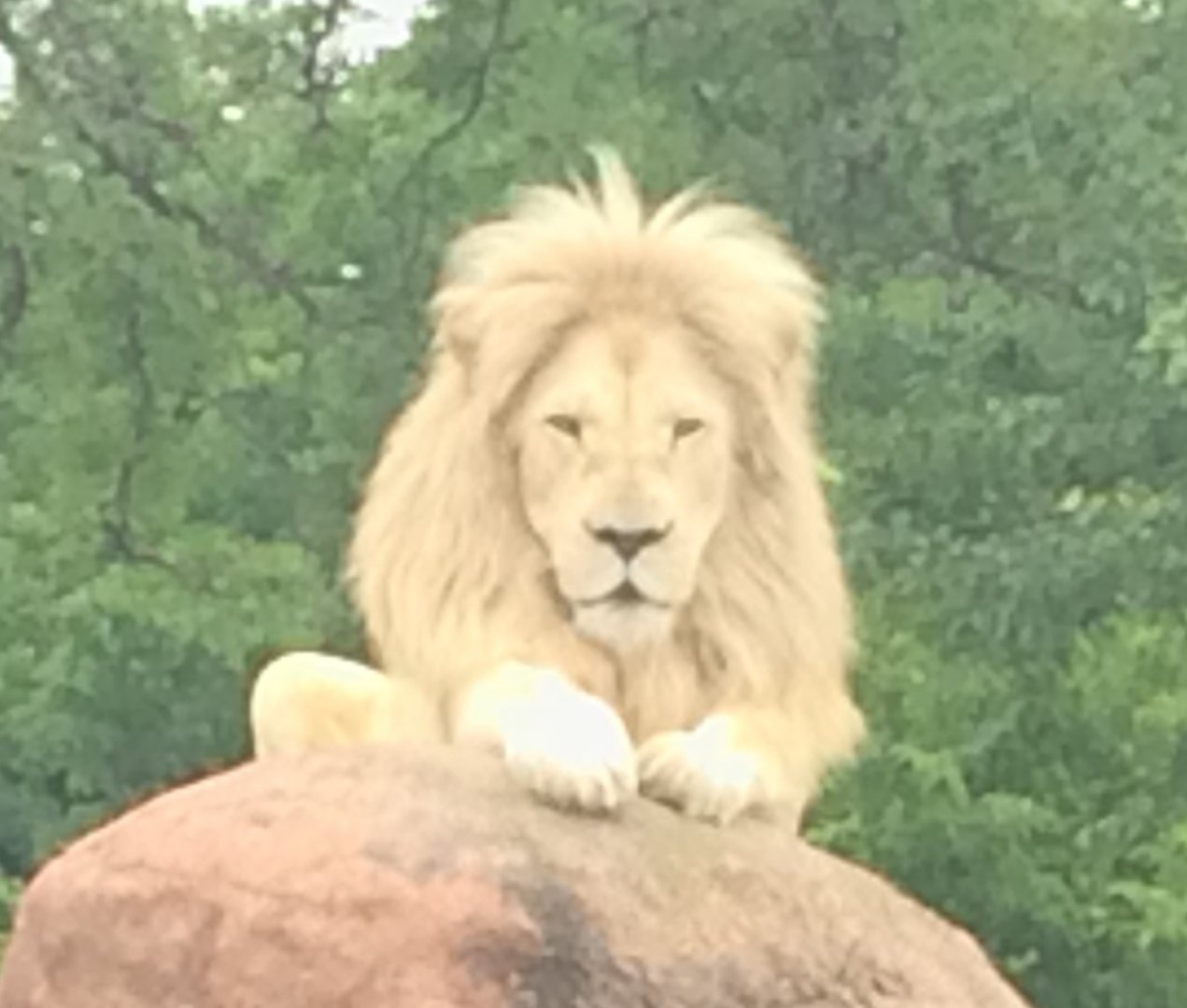 Male lion