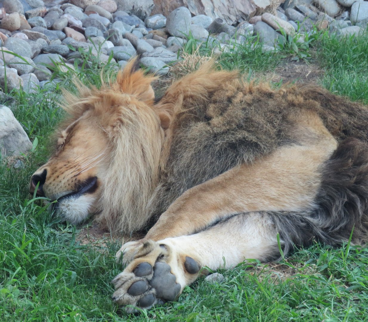 Male lion