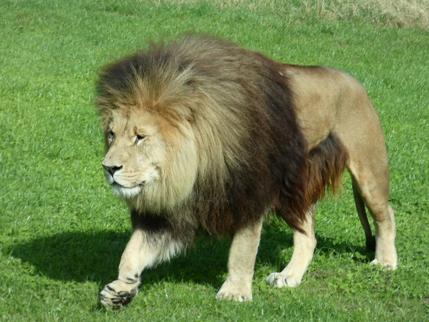 Male Lion