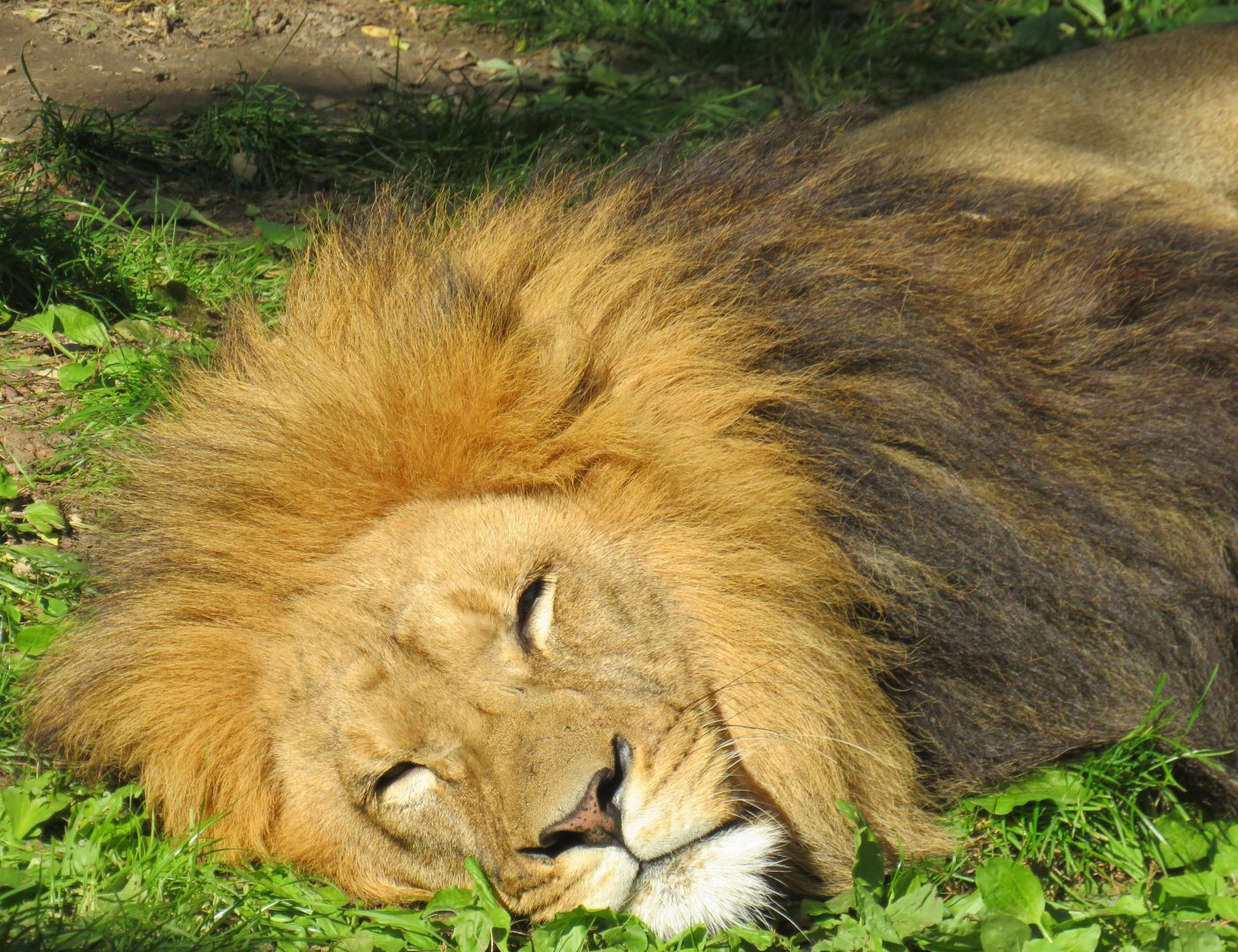 Male lion