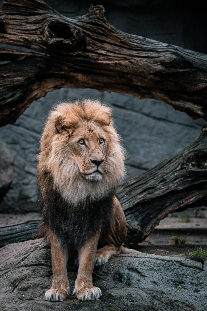 Male Lion