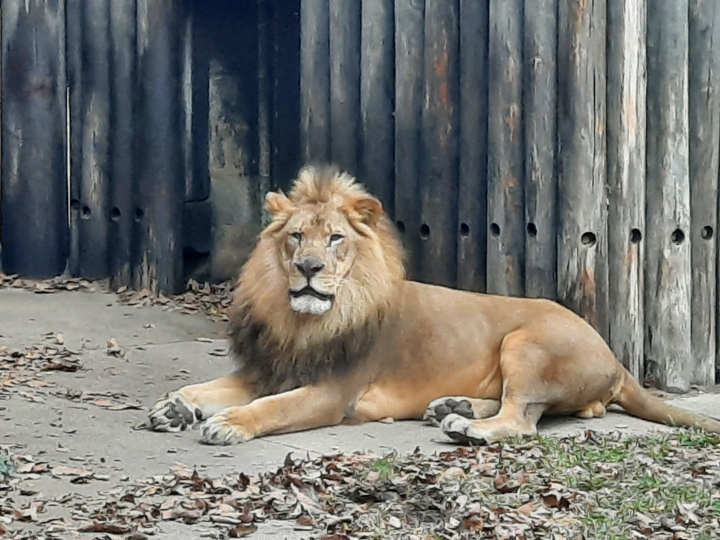 Male Lion