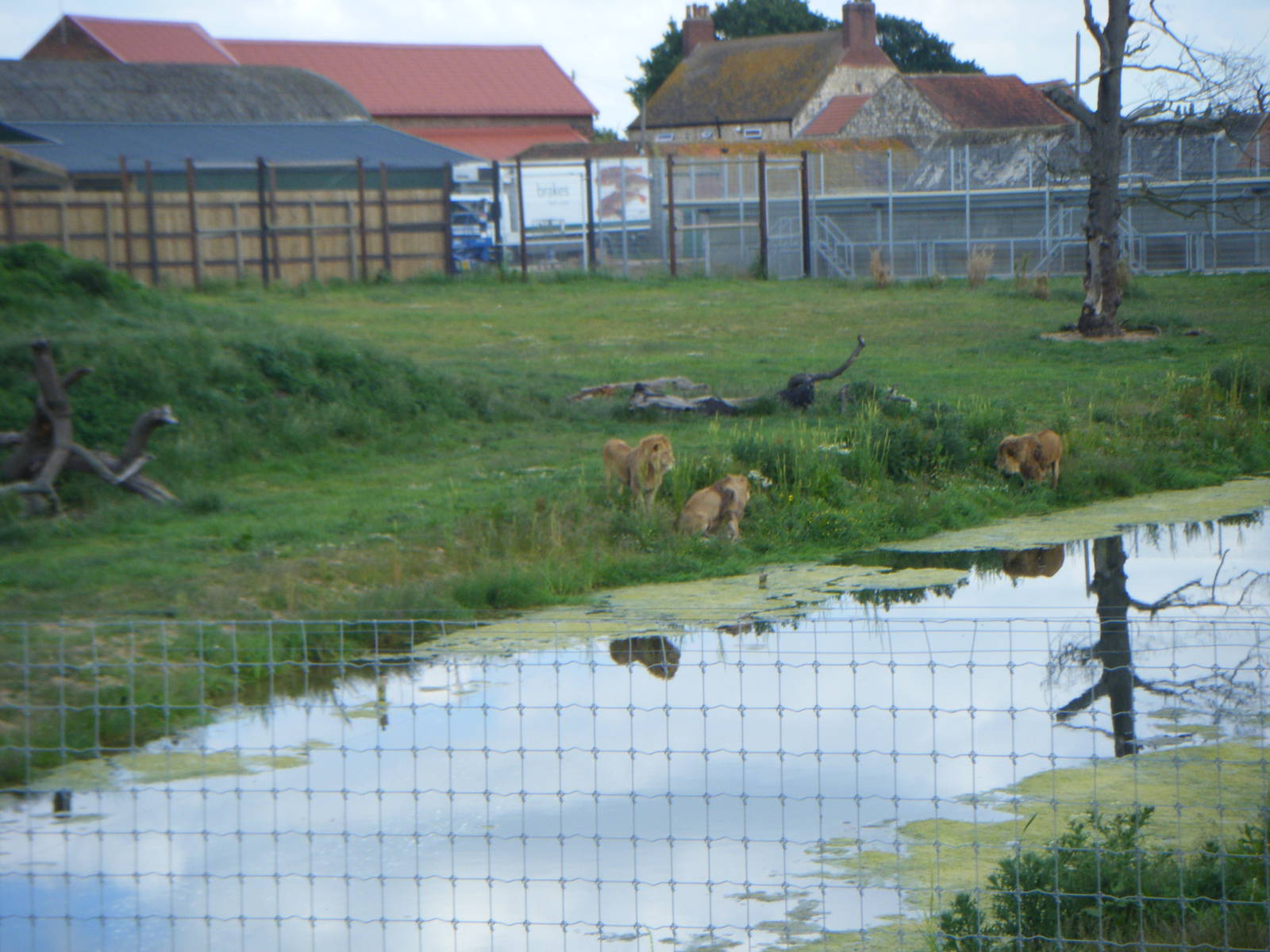 Male lions going down to drink