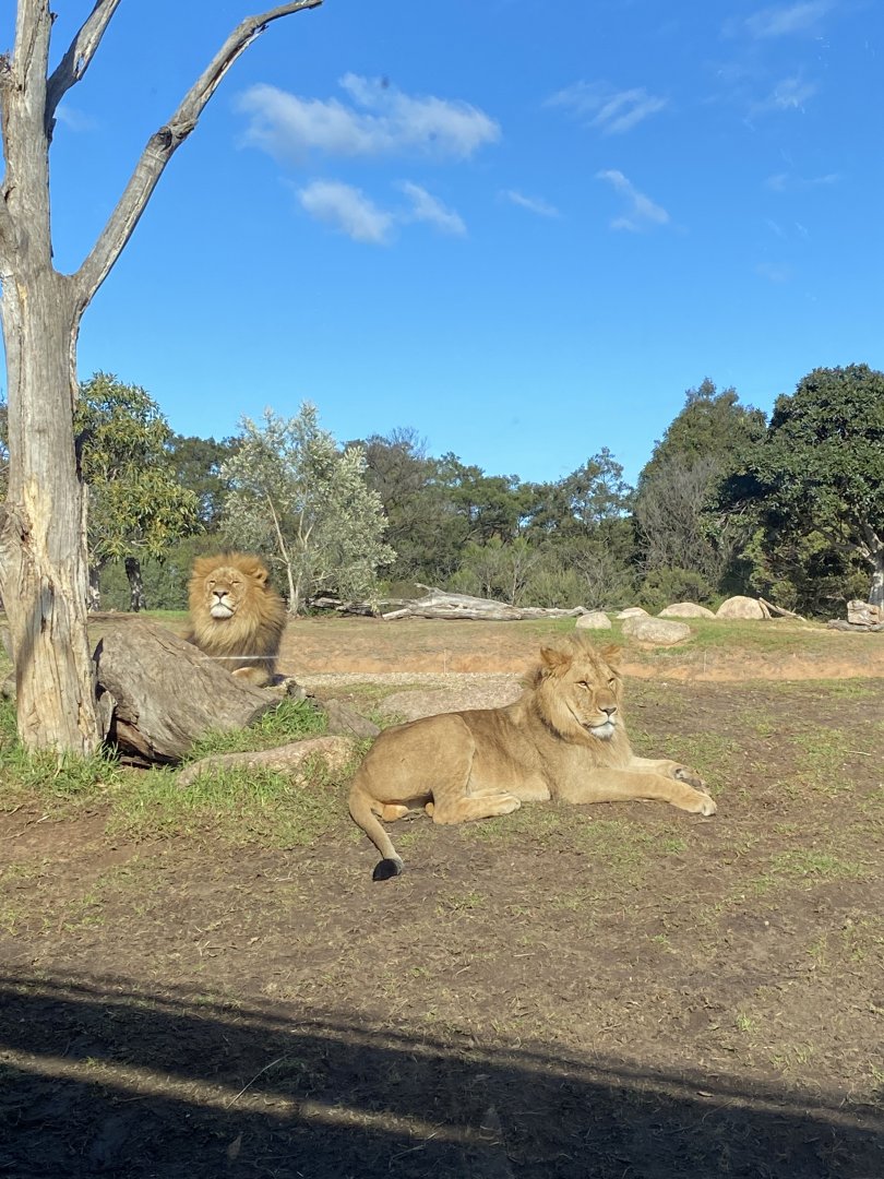 Male Lions
