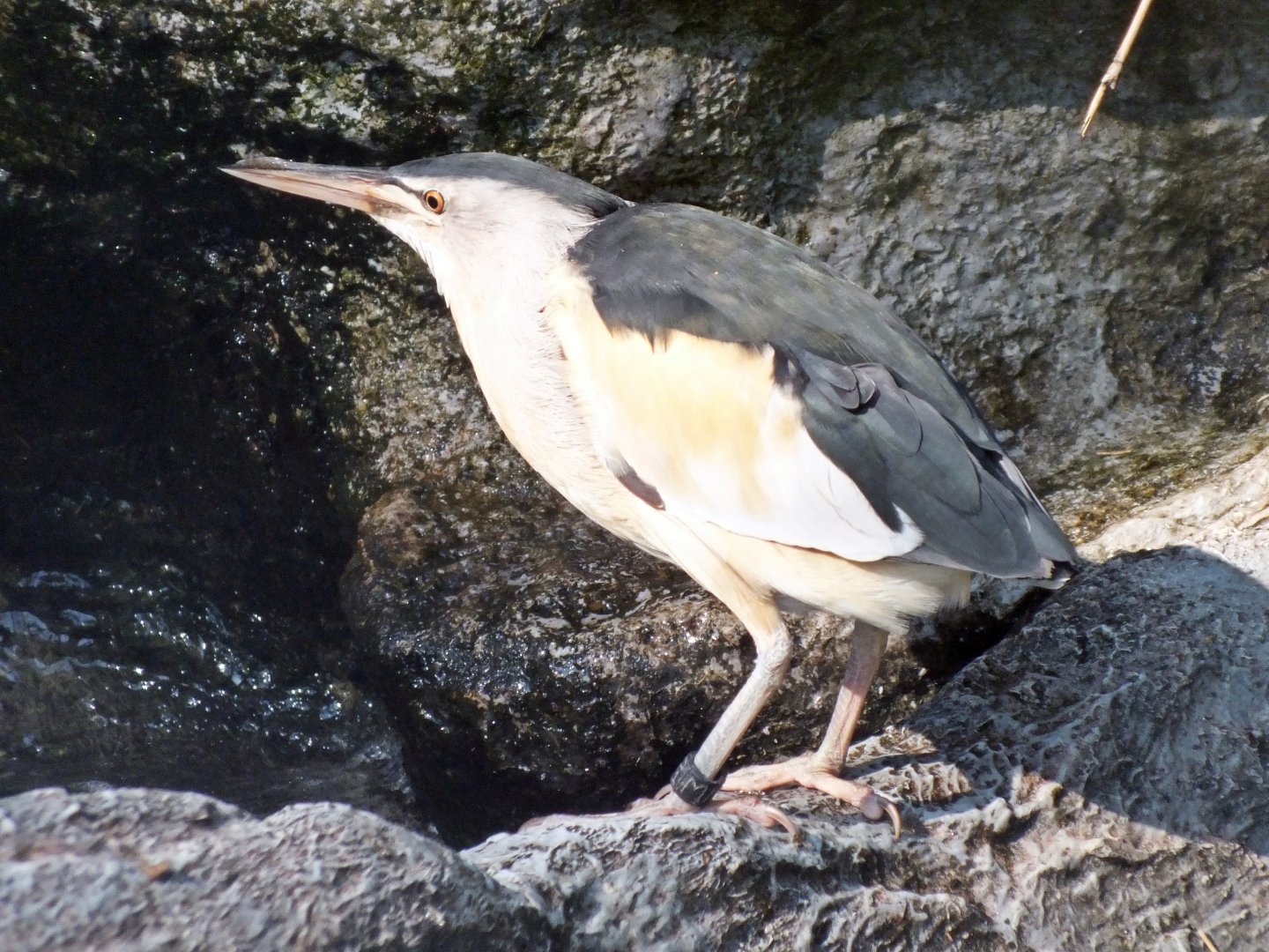 Male little bittern