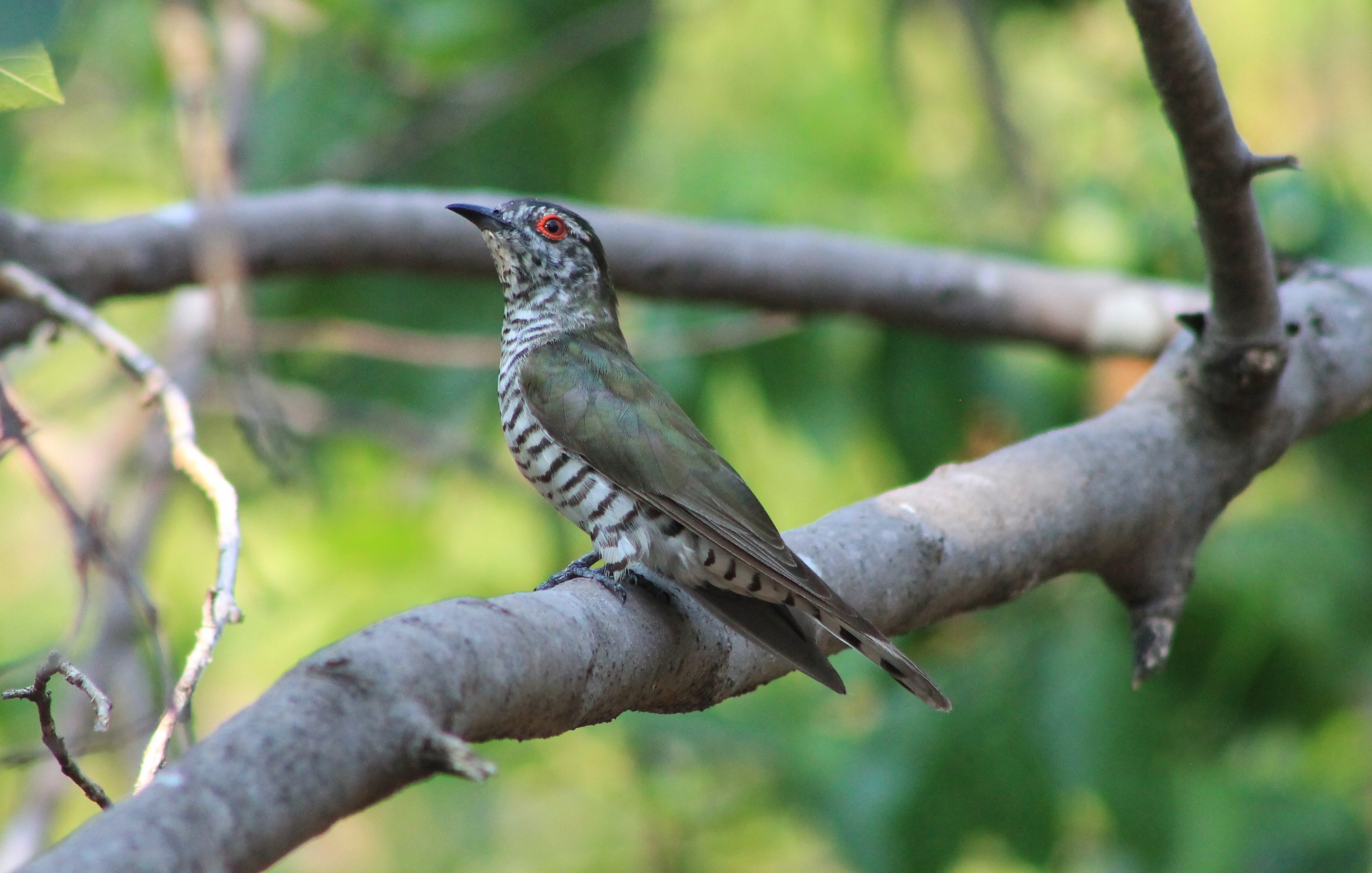 male Little Bronze Cuckoo (Chalcites minutillus)