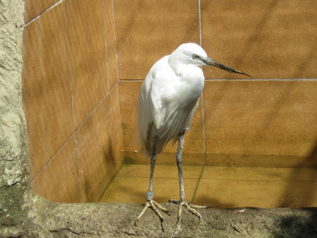 Male Little Egret 2016.