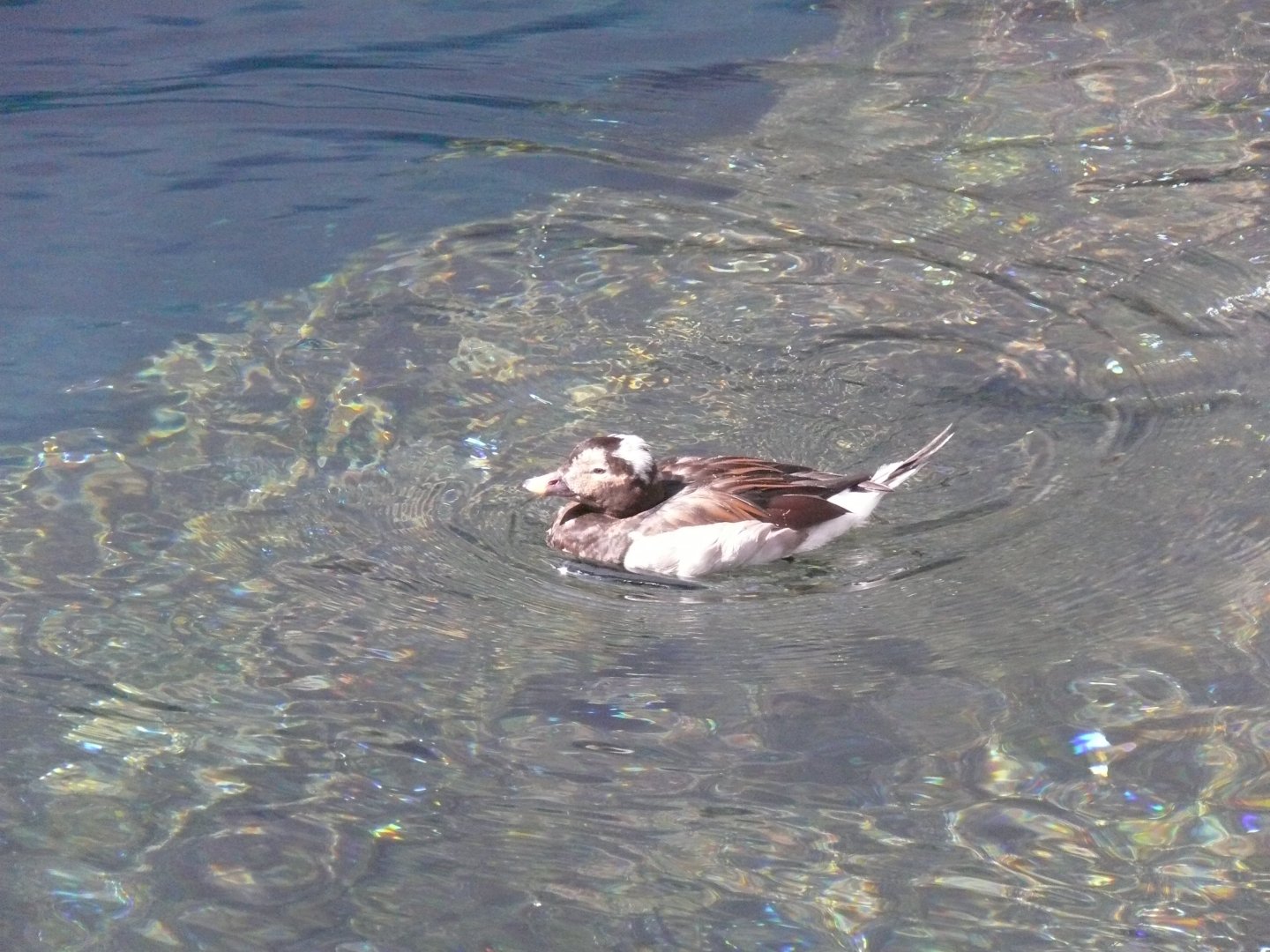 Male Long-tailed duck - reopening 31-08-2020