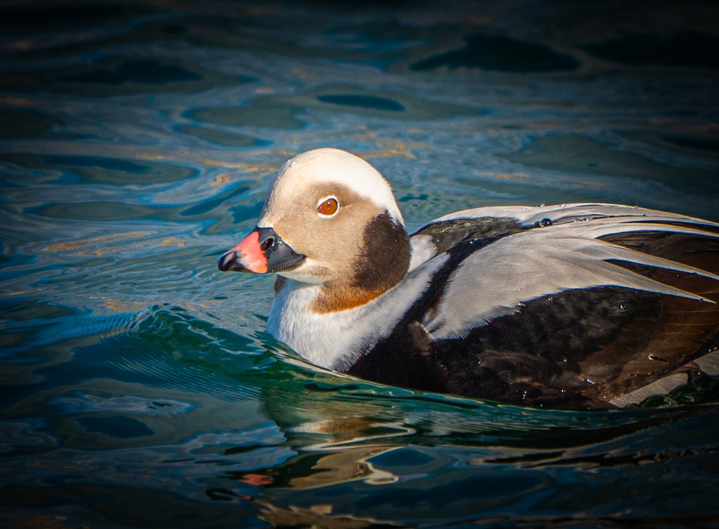 Male Long-tailed Duck