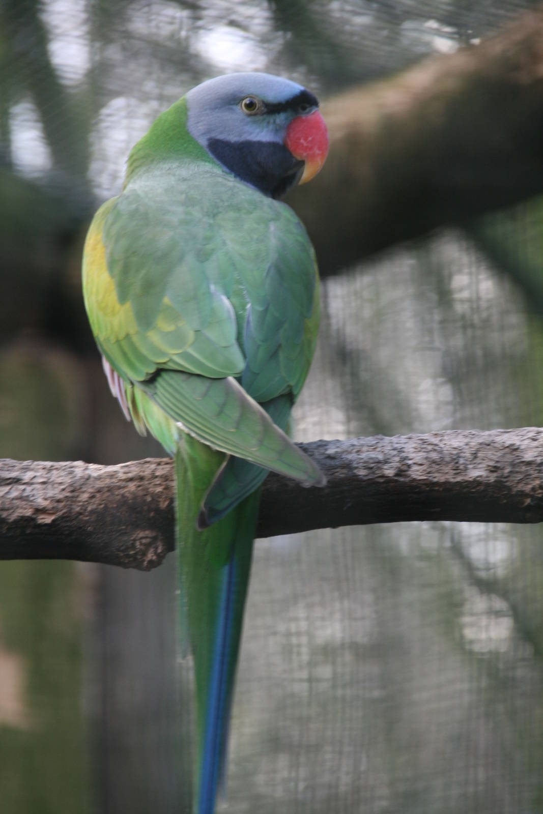 male Lord Derby's Parakeet