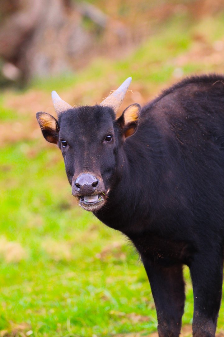 Male Lowland Anoa- 2nd April 2024