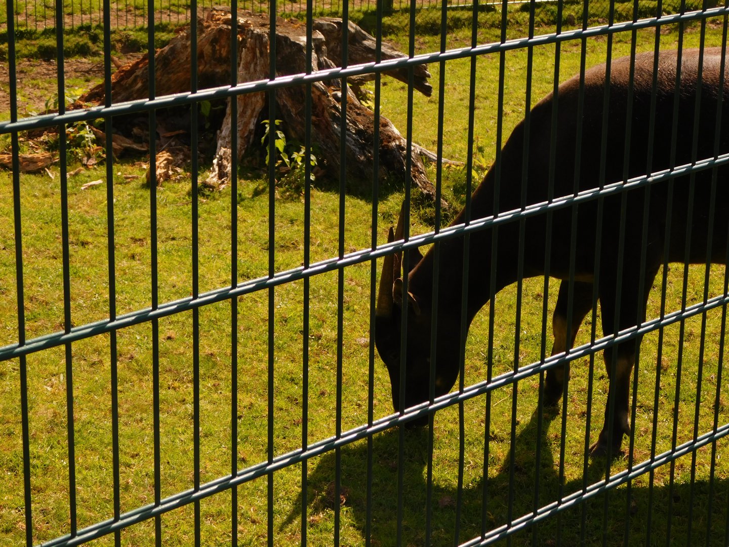 Male Lowland Anoa (Bubalus depressicornis)