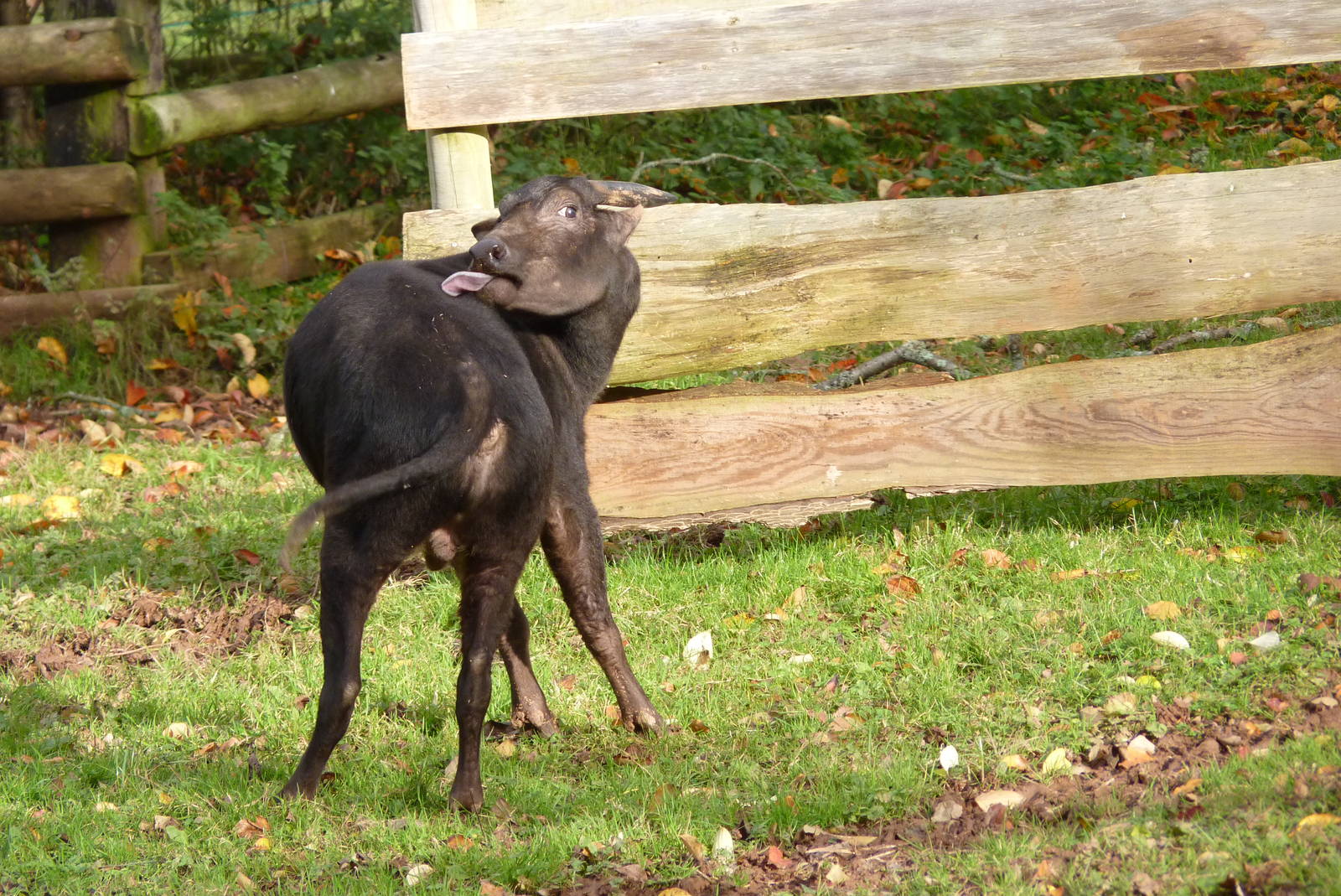 Male Lowland Anoa, November 2014