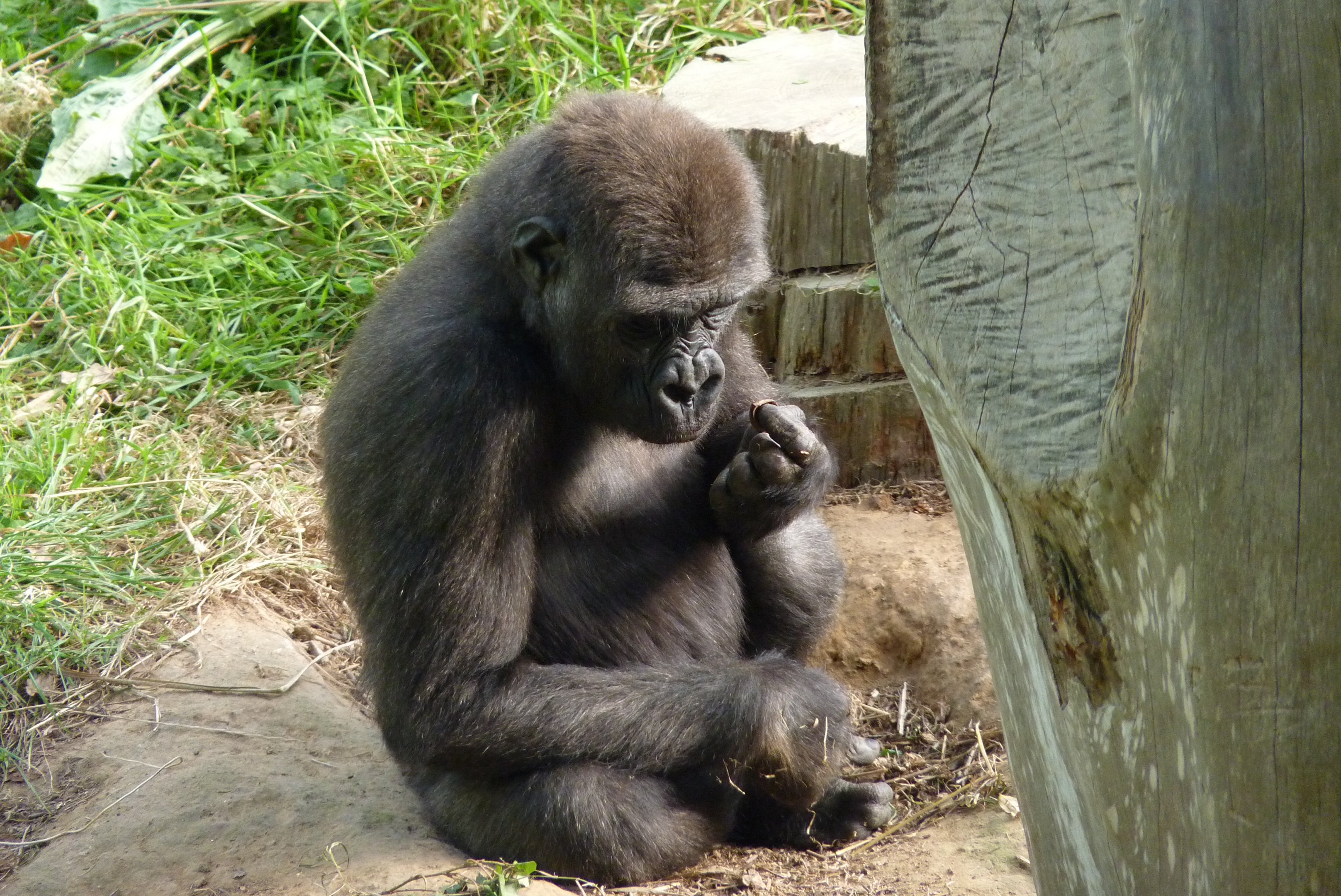 Male lowland gorilla, October 2016