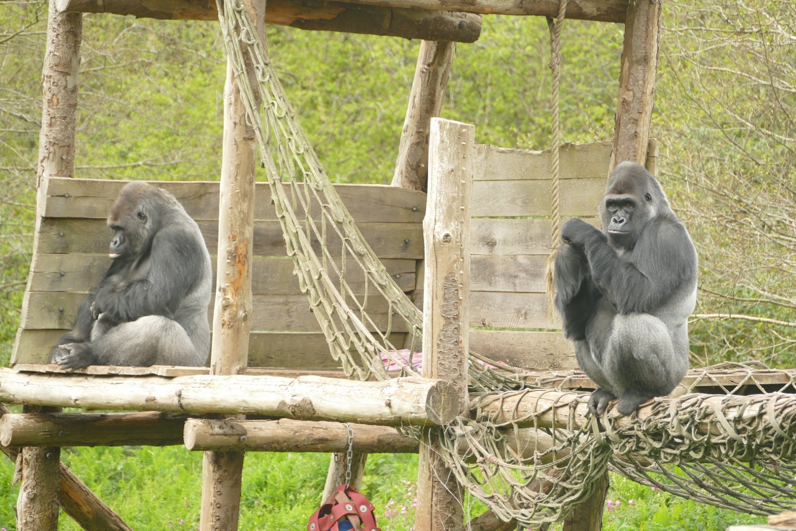 Male lowland gorillas, May 2021